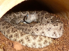 Crotalus atrox
