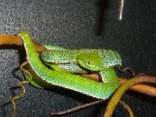 Trimeresurus vogeli