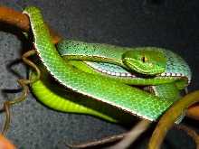 Trimeresurus vogeli