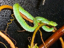 Trimeresurus vogeli