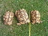 Female Leopard Torts