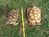 Male Leopard Torts