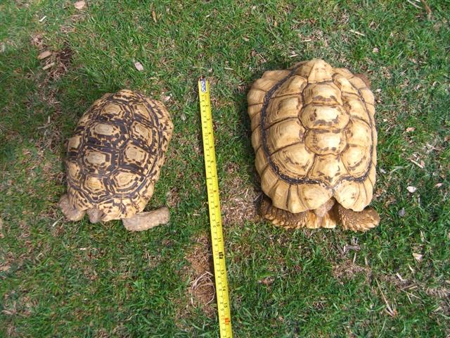 Male Leopard Torts