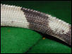 tail