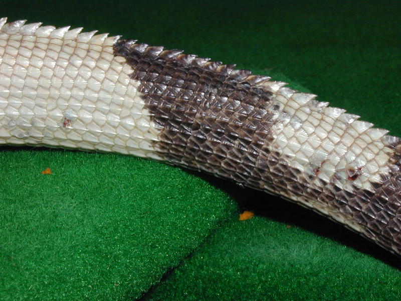 tail
