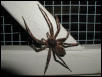 Wolf Spider