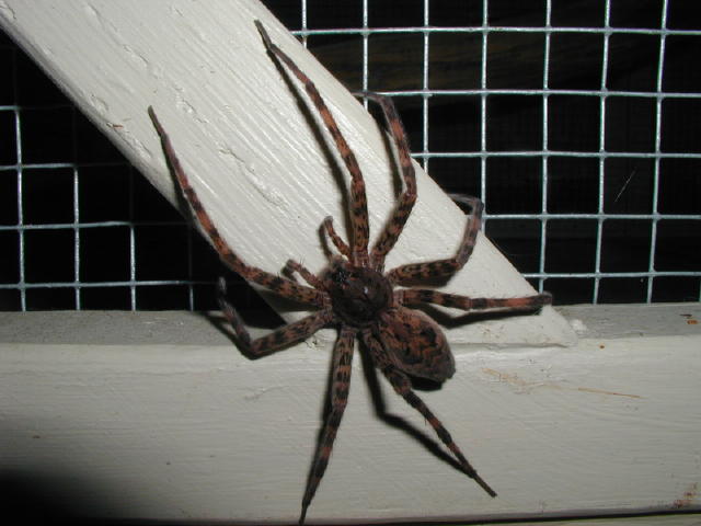 Wolf Spider