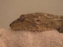 Leachianus "Brut"