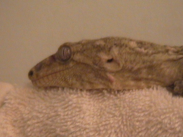 Leachianus "Brut"