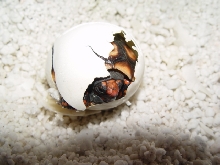 November 1st egg