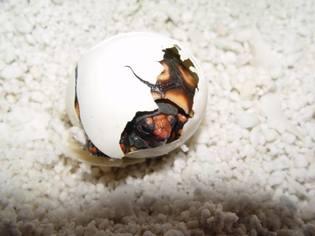 November 1st egg