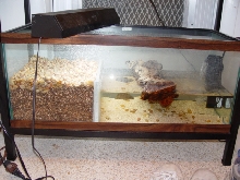 20 gallon nesting tank
