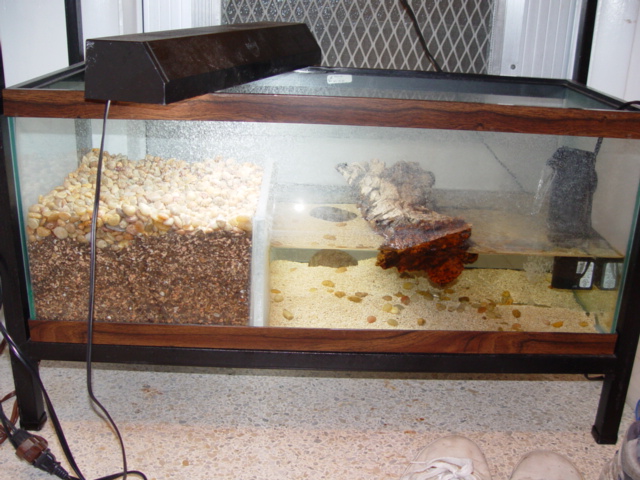 20 gallon nesting tank