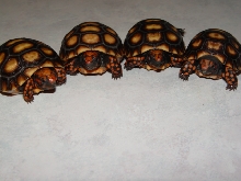 Javy's kids