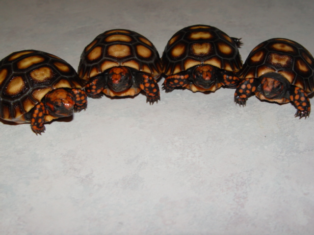 Javy's kids