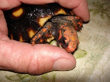 finger biting yearling cherryhead