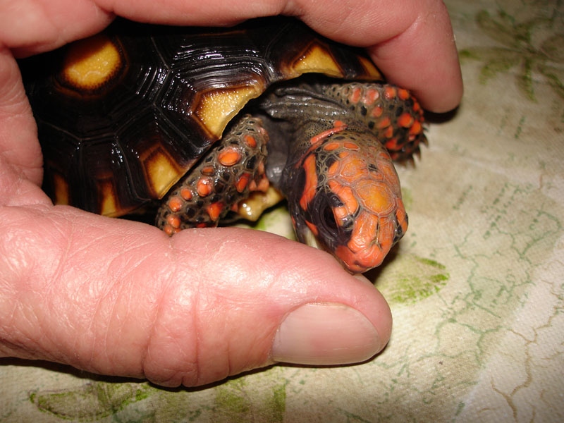 finger biting yearling cherryhead