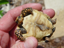 Colombian hatchling