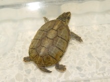 wild cught male K. baurii