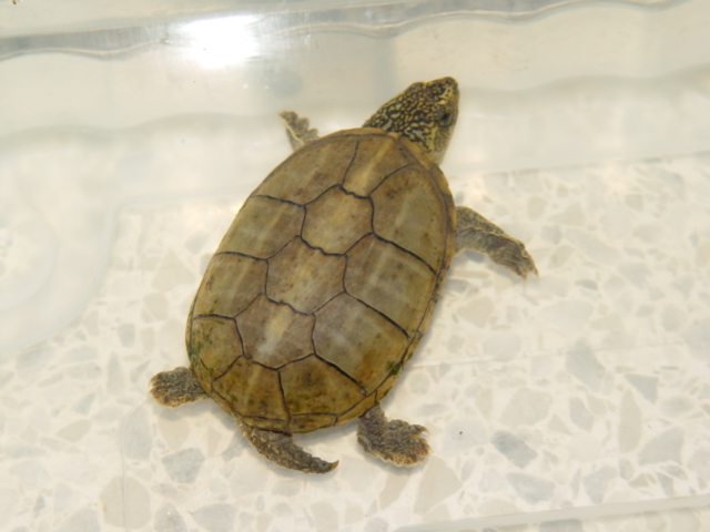 wild cught male K. baurii