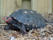nesting female 2/15