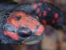 original male smaller