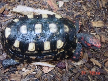 second male #2