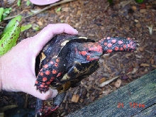 second male #3