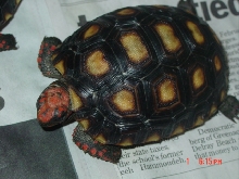 March hatchling