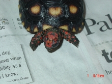another March hatchling