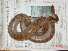 yearling Colombian