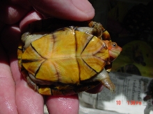 redcheek mud turtle