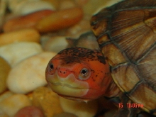 female redcheek mud Nov.