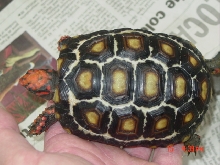 December pic of March hatchling