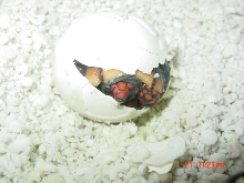 Feb 04 hatchling