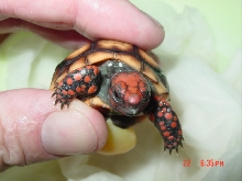 Feb hatchling 2/22 1