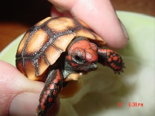 Feb hatchling 2/22 2 nd