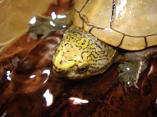 K. b. palmarum