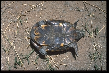 Paraguayan mud turtle