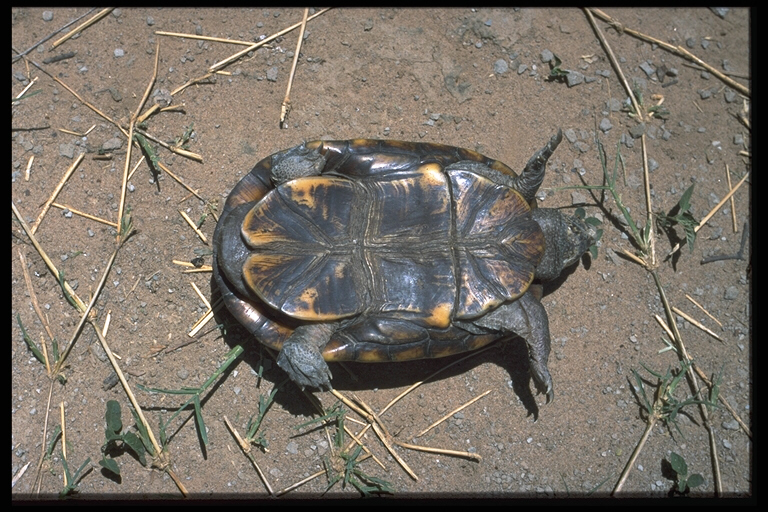 Paraguayan mud turtle