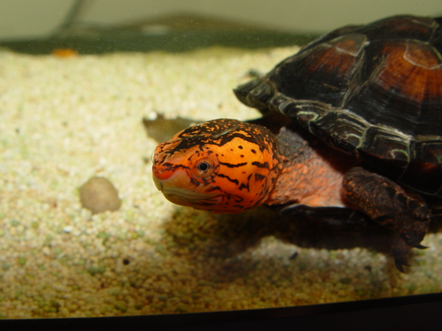 Yearling redcheek