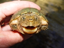 River Gnome