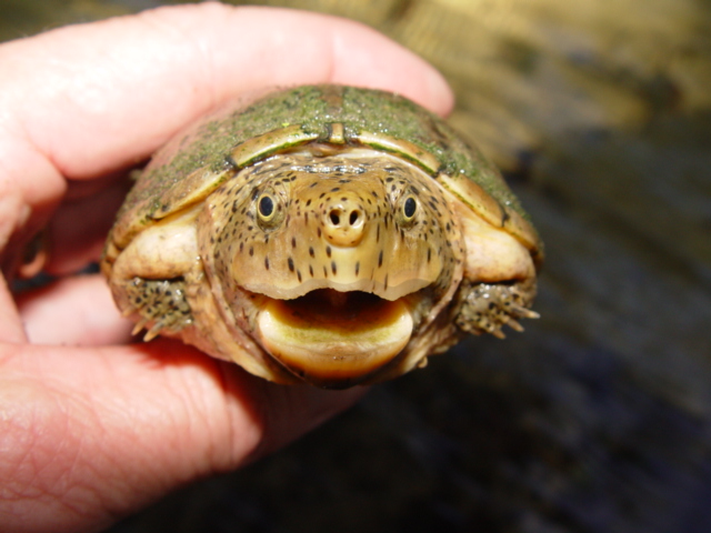 River Gnome