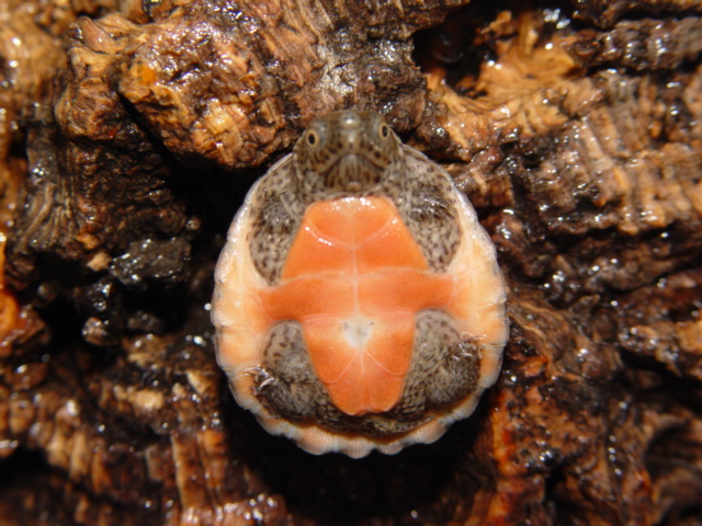 hatchling loggerhead
