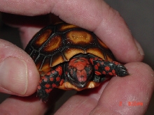 Last from a clutch of three