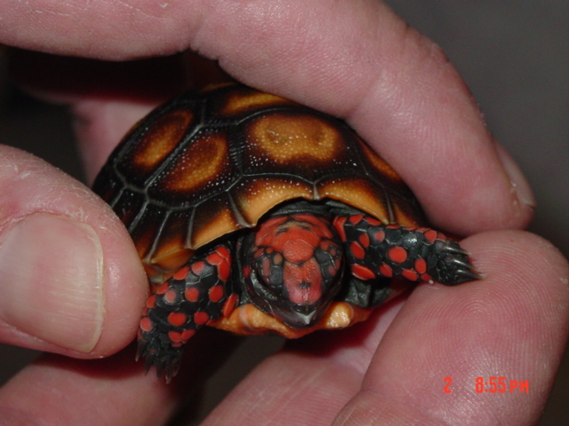 Last from a clutch of three