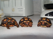 keeper 04 and sibs