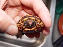 04 hatchling head on