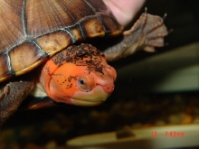 Redcheek female Matilda