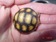 July hatchling